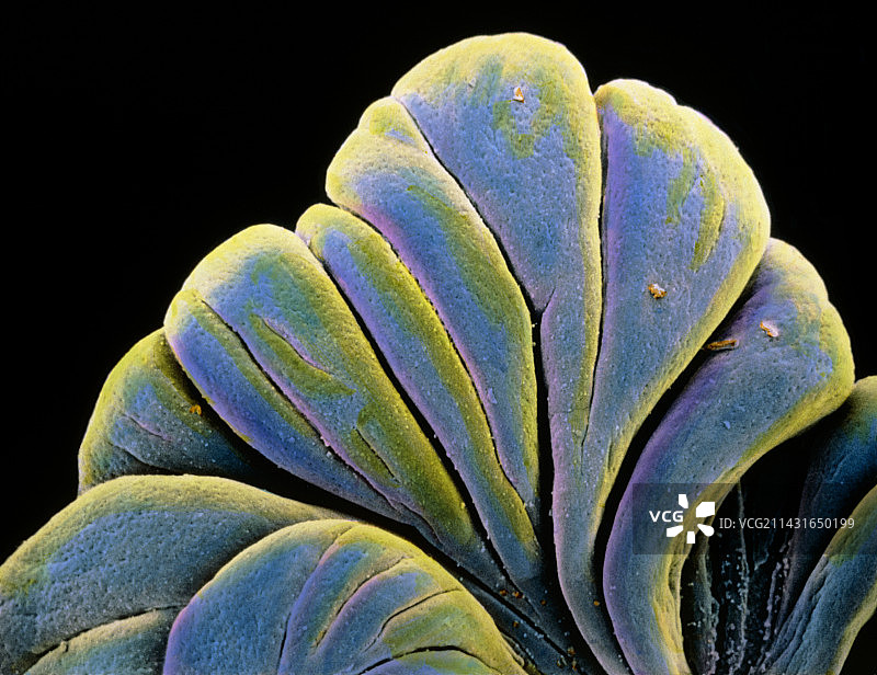 胚胎中菌毛的伪彩色扫描电镜图图片素材