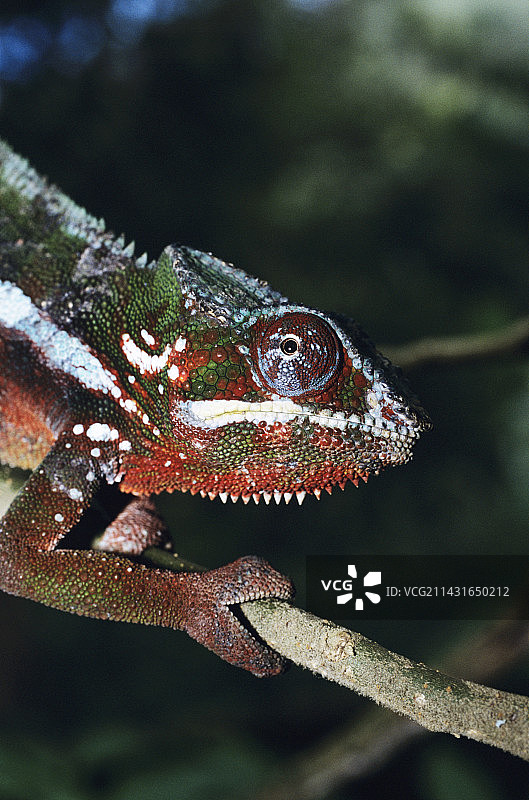 变色龙图片素材