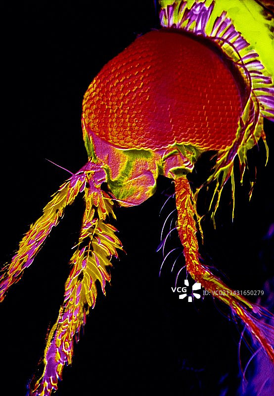 疟蚊头部图片素材