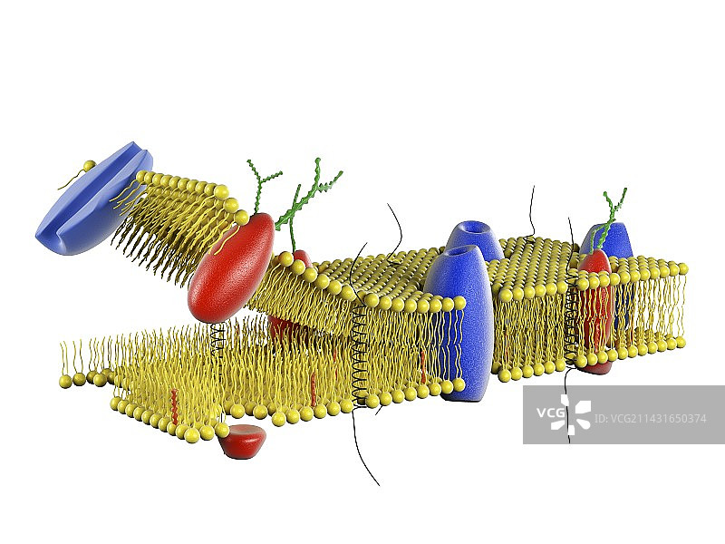 细胞膜图片素材