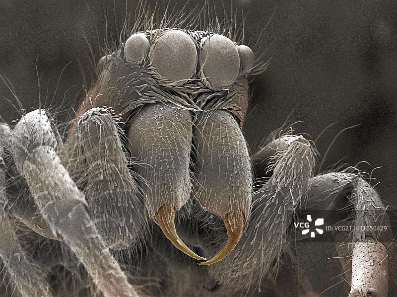 蜘蛛扫描电镜图图片素材