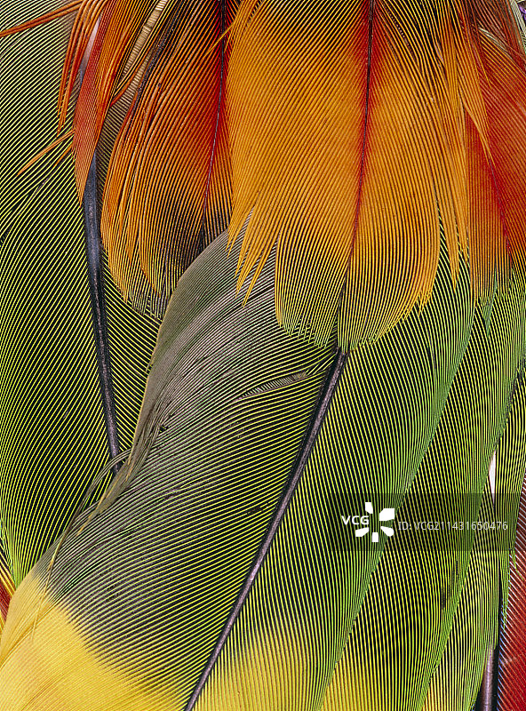 印度头饰上的鹦鹉羽毛图片素材