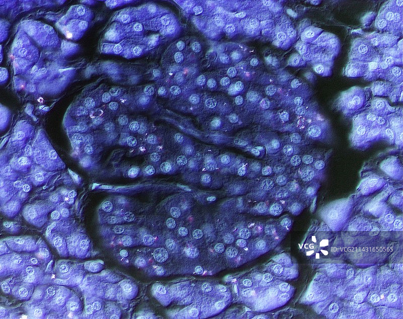 朗格汉斯岛显微照片图片素材