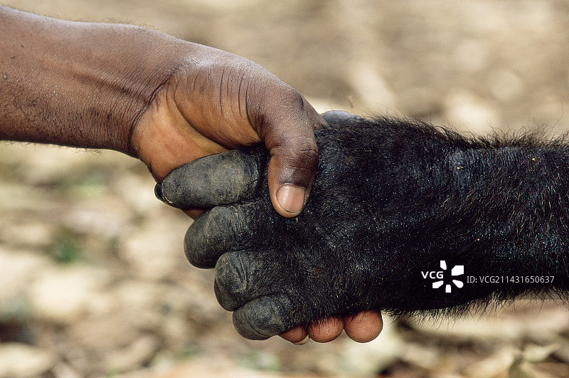 大猩猩和人的手图片素材