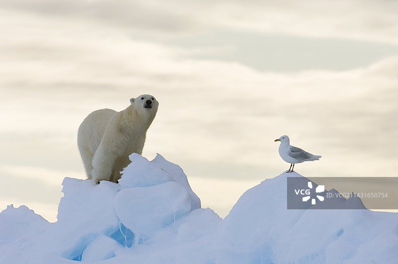 北极熊与海鸥图片素材