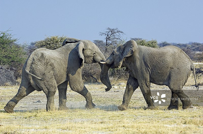 非洲象：公象争斗图片素材