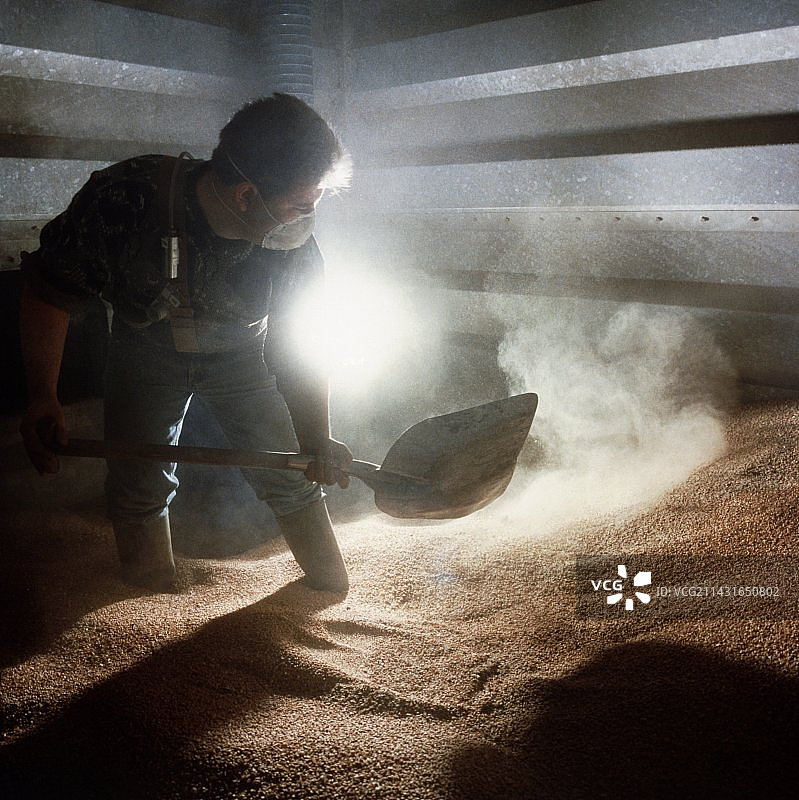 农业工人在筒仓里用铲子铲粮食图片素材