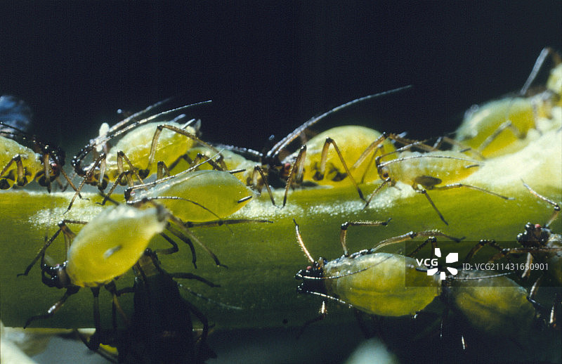 蚜虫图片素材