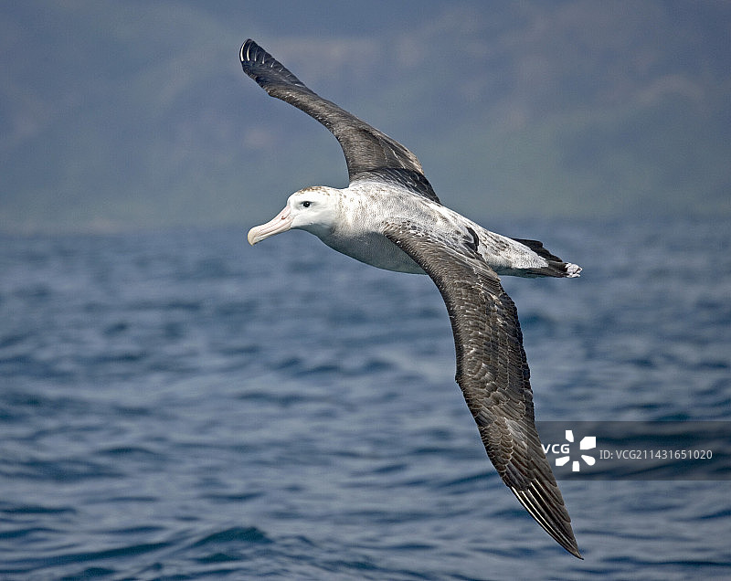 漂泊信天翁图片素材