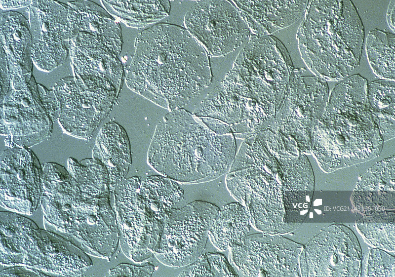人口腔上皮细胞的LM图片素材