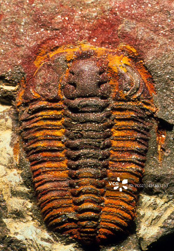 三叶虫化石图片素材
