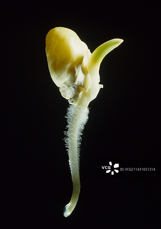 玉米种子萌发，玉米属图片素材