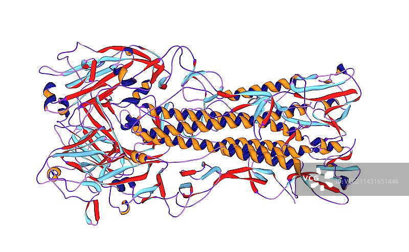 西班牙流感H1抗原分子模型图片素材