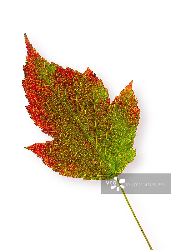 秋天的叶子图片素材