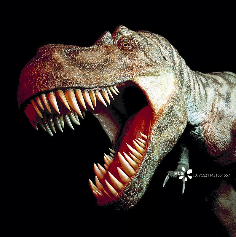 霸王龙头部图片素材