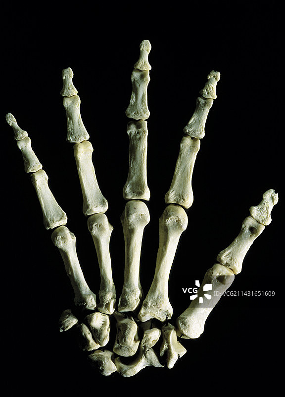 人类右手腕和手的骨骼图片素材