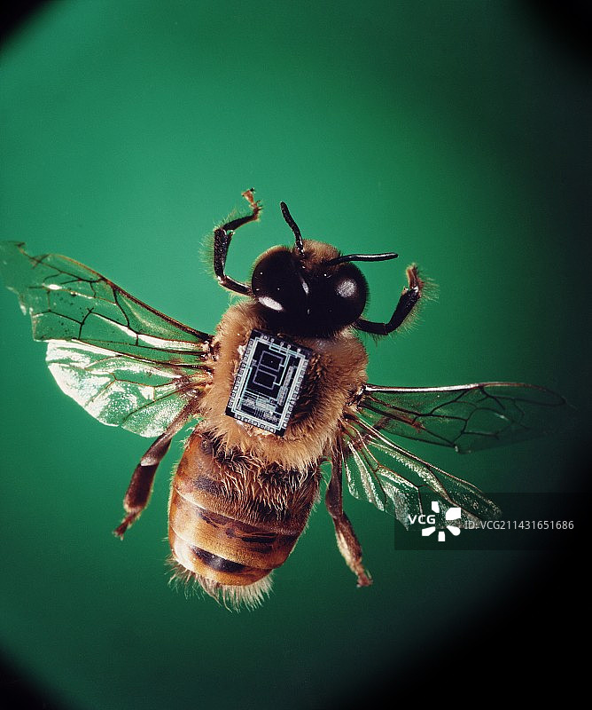 安装在蜜蜂上的发射器图片素材