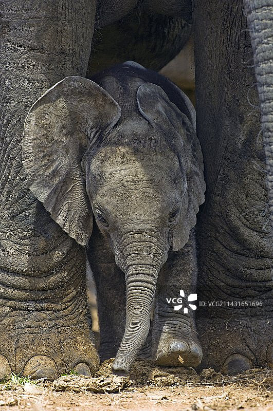 非洲象幼崽图片素材