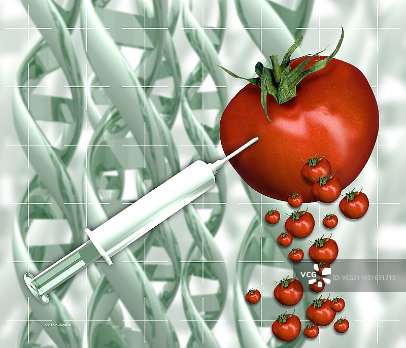 基因工程改造番茄图片素材
