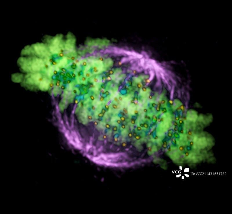 有丝分裂图片素材