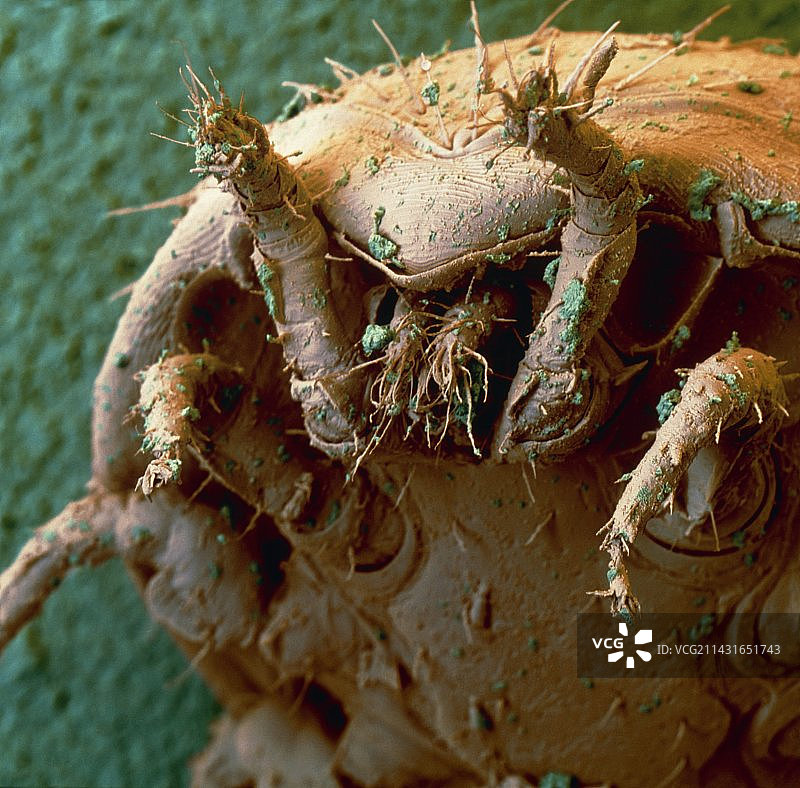 堆肥中龟螨的彩色扫描电子显微镜图像图片素材