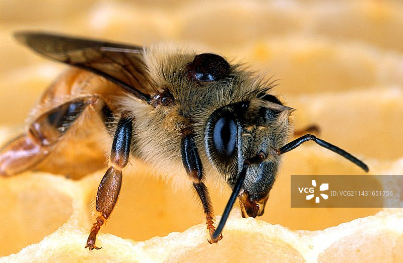 背上带有瓦螨的蜜蜂图片素材
