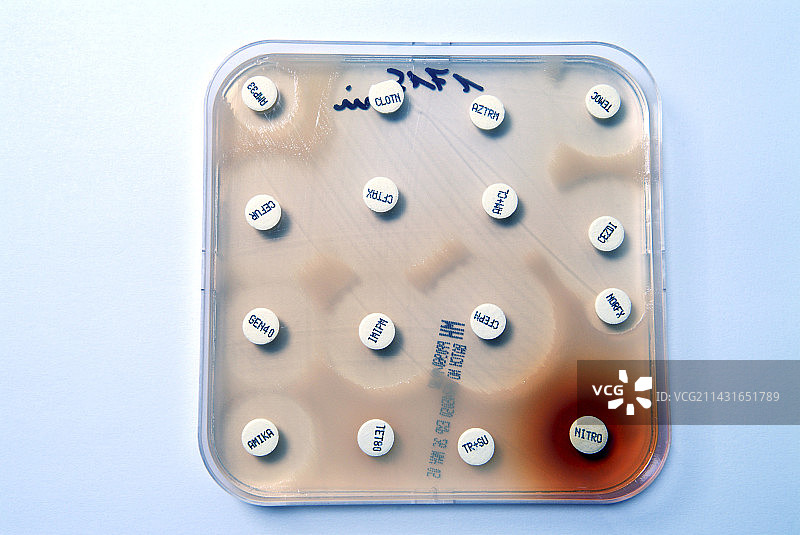 铜绿假单胞菌抗生素测试图片素材