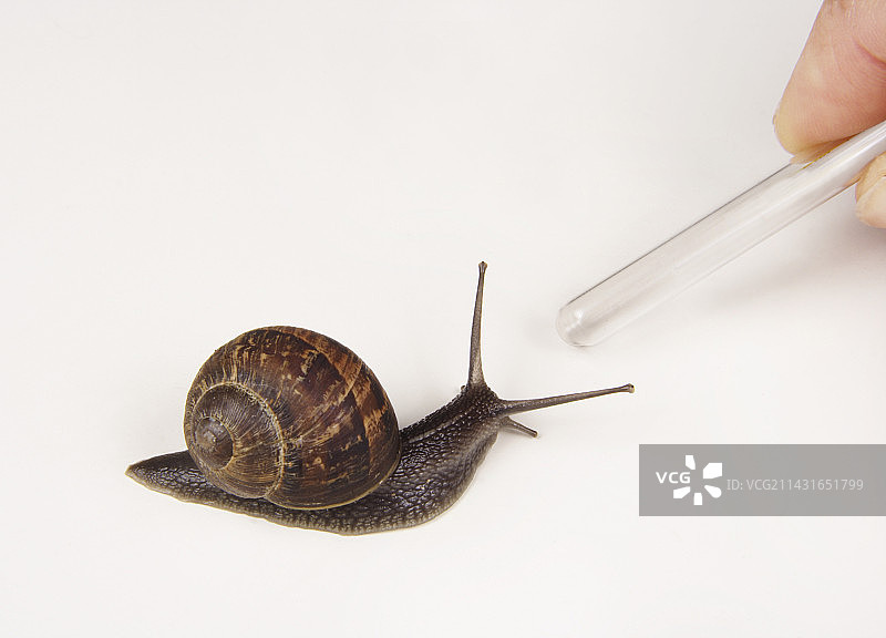 花园蜗牛图片素材