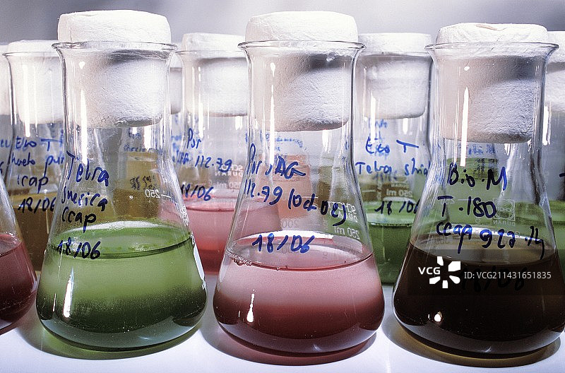 藻类研究图片素材