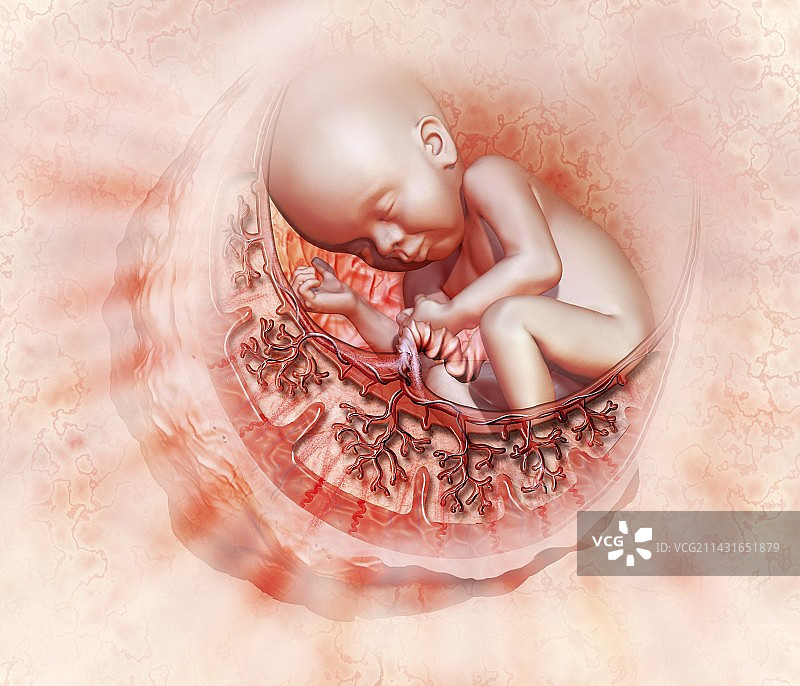 子宫里的婴儿，插图图片素材