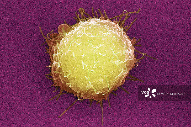 胚胎干细胞扫描电镜图图片素材