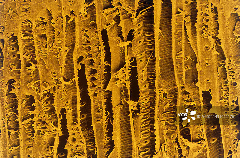 欧洲赤松木材的假色图片素材