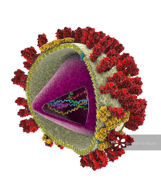 流感病毒结构艺术图图片素材
