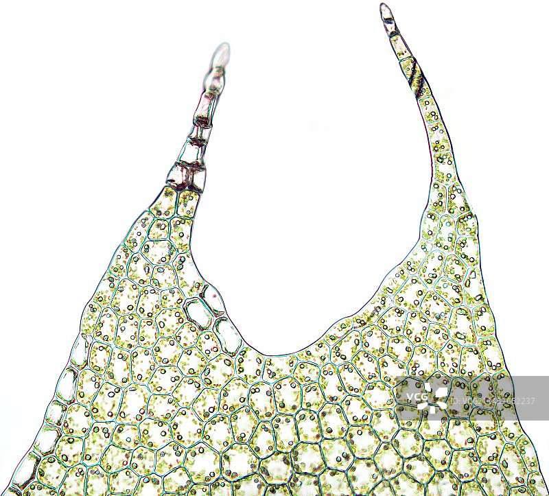 獐耳细辛叶片组织光学显微照片图片素材