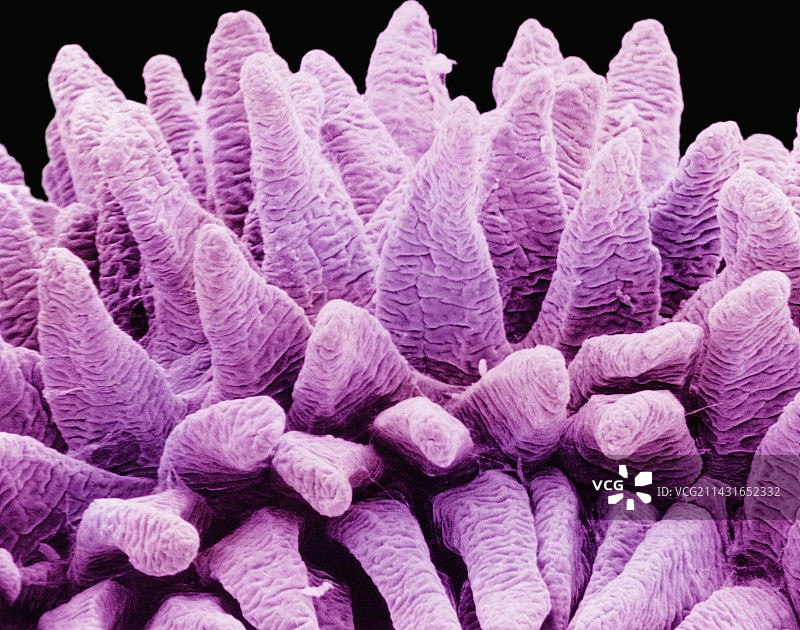 小肠绒毛图片素材