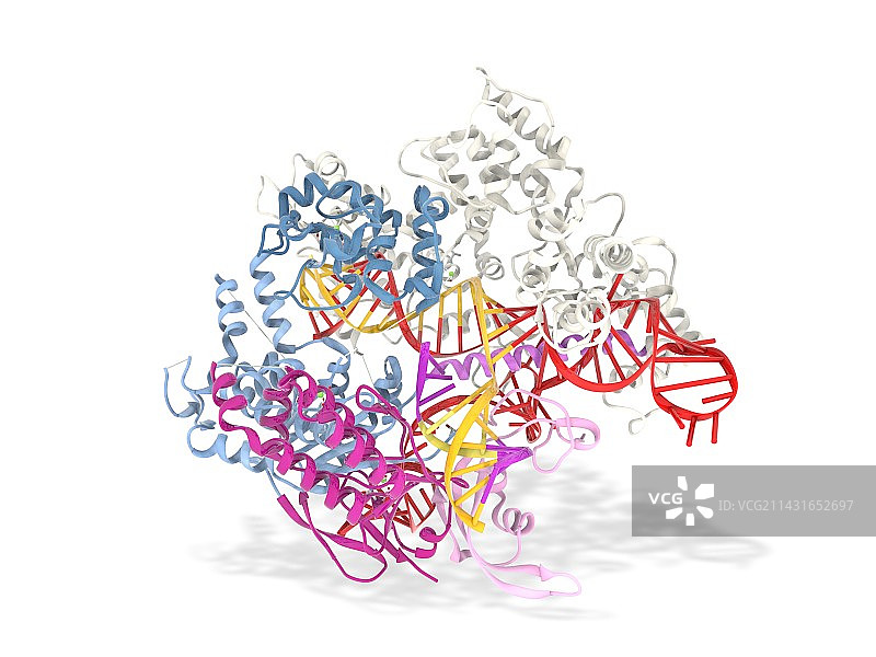 CRISPR-CAS9基因编辑复合物图片素材