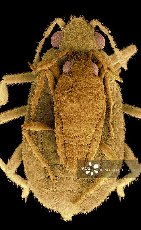 宙斯昆虫图片素材