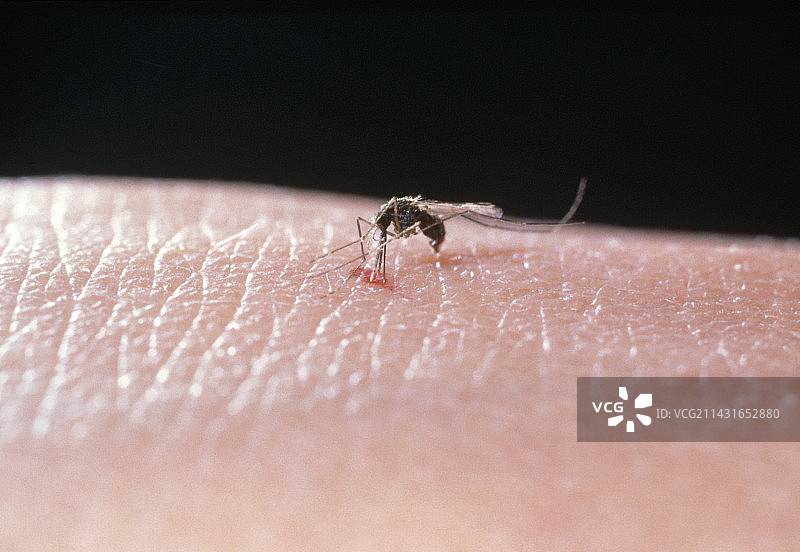 疟蚊，冈比亚按蚊，正在吸食图片素材