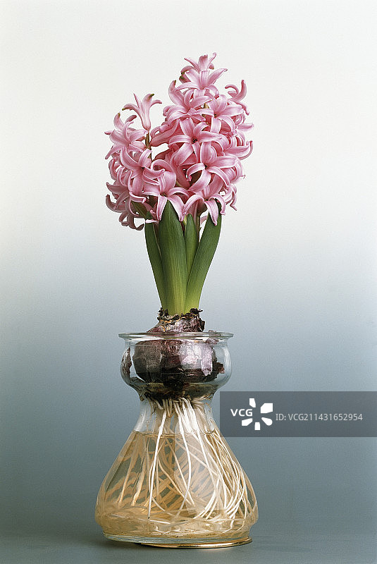 粉色风信子图片素材