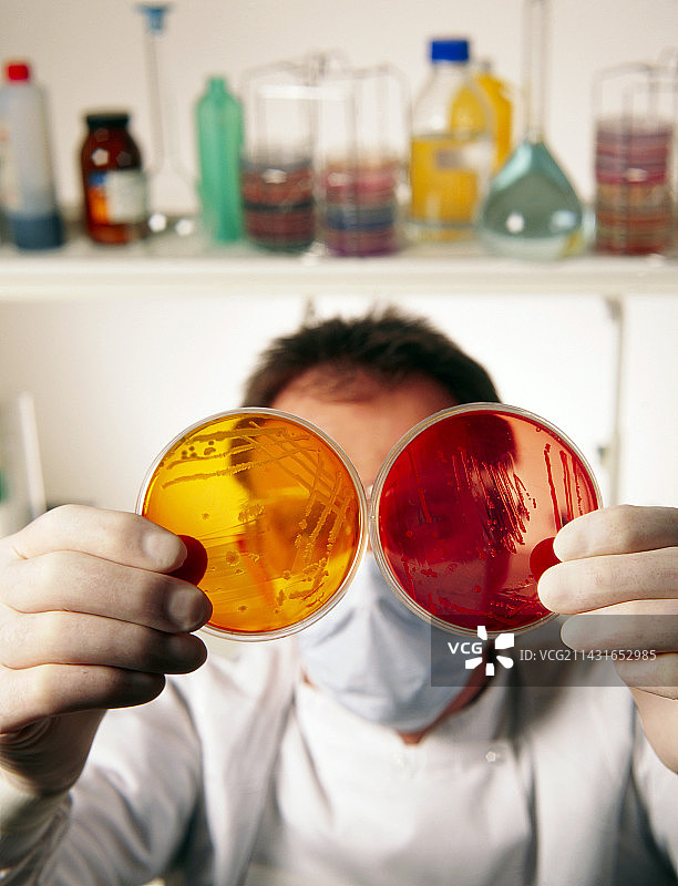 技术员在培养皿中进行细菌培养图片素材