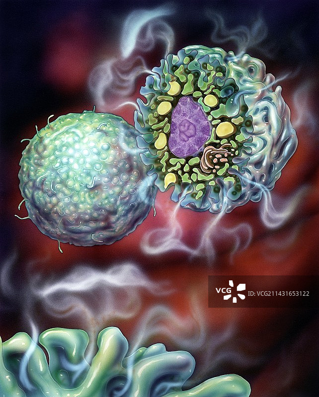 嗜碱性粒细胞白细胞图片素材