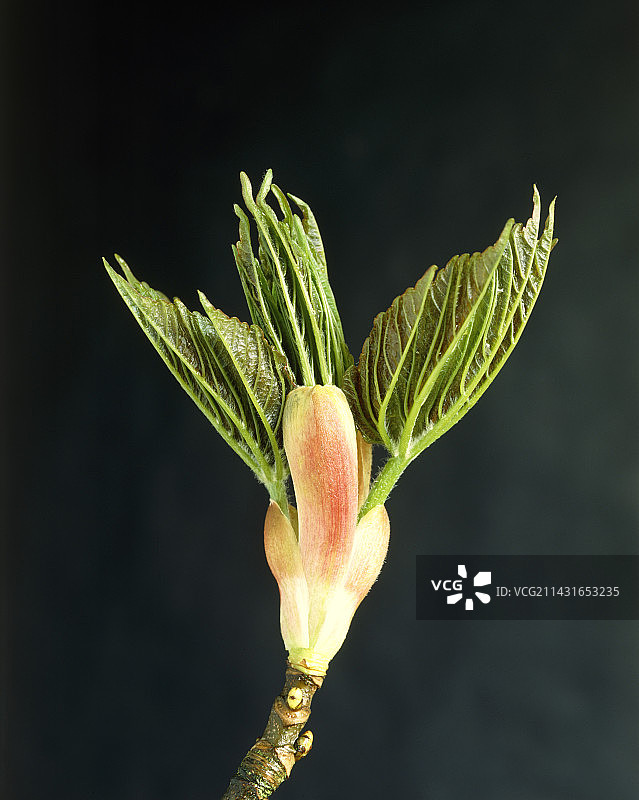 悬铃木树叶芽开放图片素材