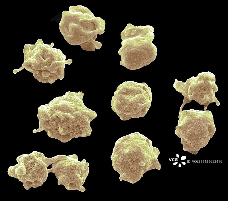 血小板扫描电镜图图片素材