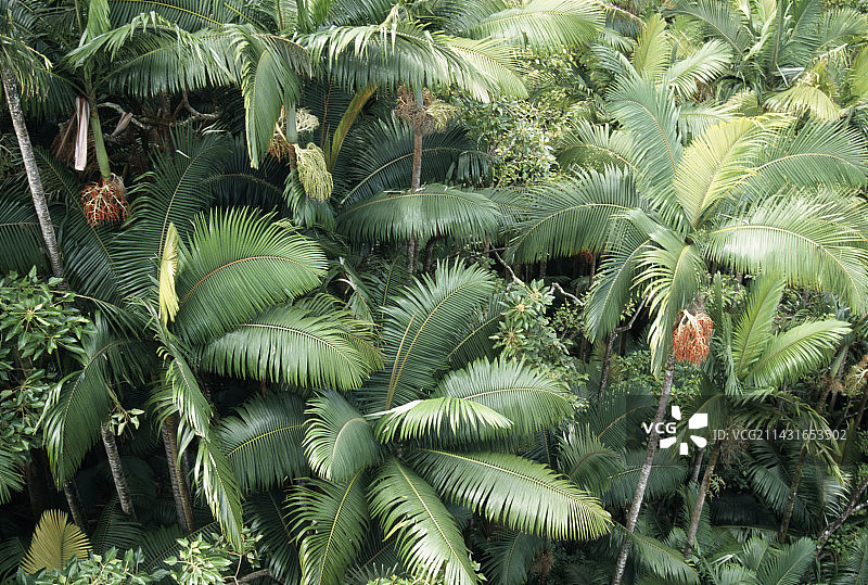 热带雨林图片素材