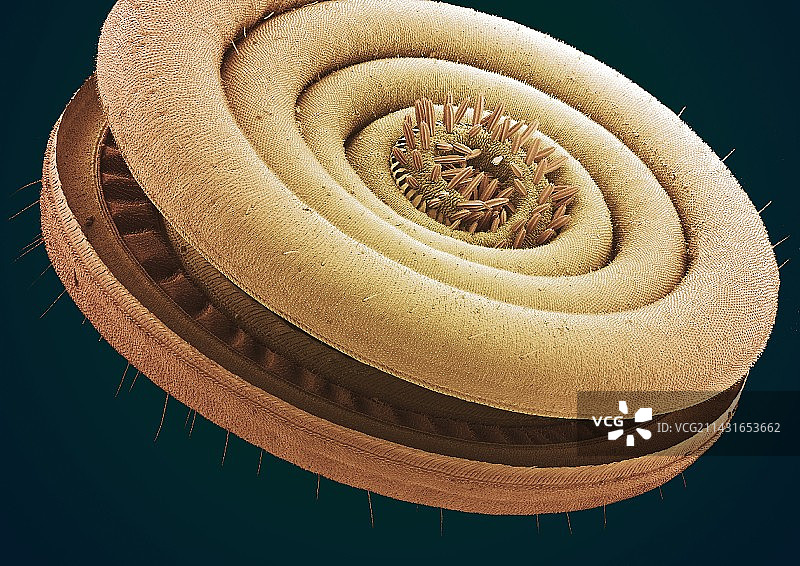 飞蛾口器扫描电镜图图片素材