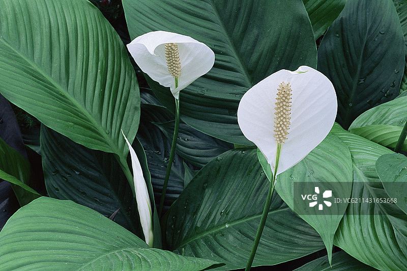 ‘茂纳罗亚’和平莲图片素材