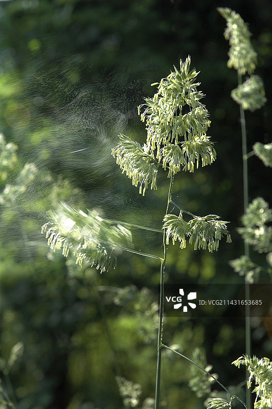 草地花粉传播图片素材