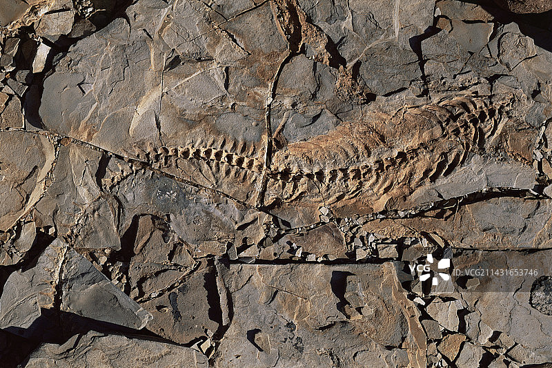 中龙化石图片素材