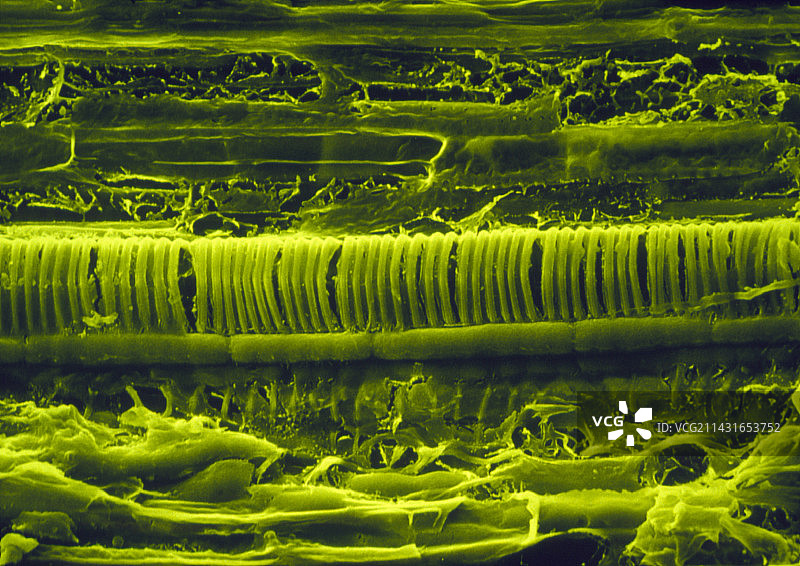豌豆植物茎的截面图片素材