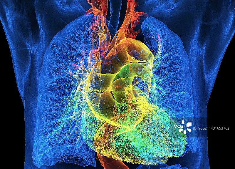 人类心脏和肺部3D CT扫描图片素材